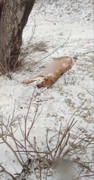 Зеленогорские полицейские возбудили уголовное дело по факту жестокого обращения с животным