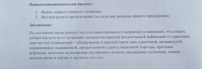 Зеленогорские полицейские возбудили уголовное дело по факту жестокого обращения с животным